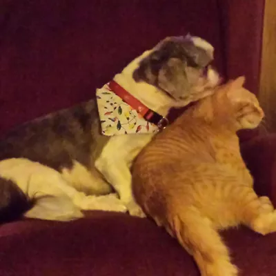 Pets Perfect World Pet Sitting
