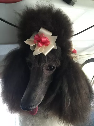 Canine Cuts