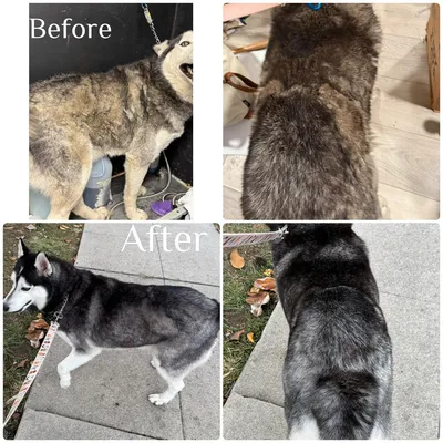 Kimberly's Dog Grooming