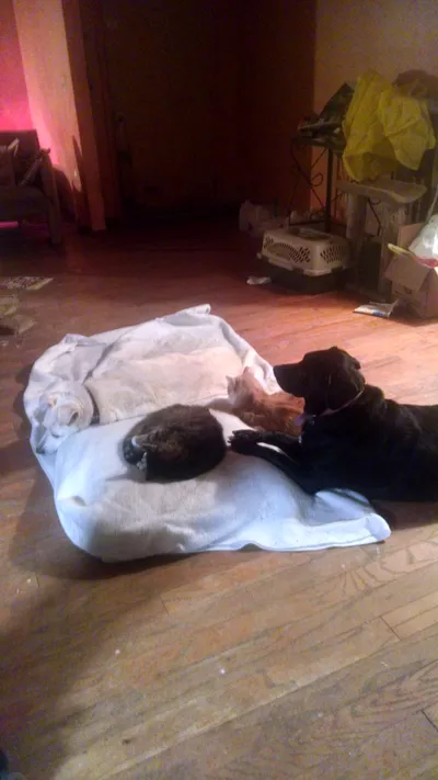 The Pawsitive  Solution