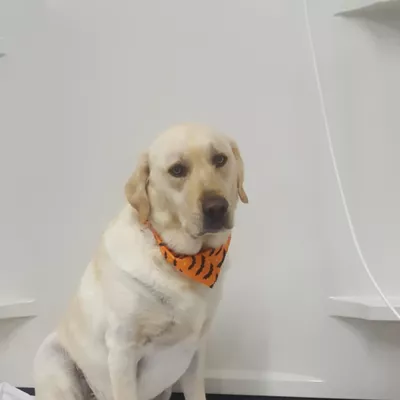 Puppy Paws Salon
