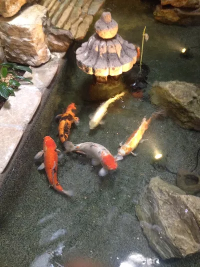 Blue Marlin Aquatic Creations