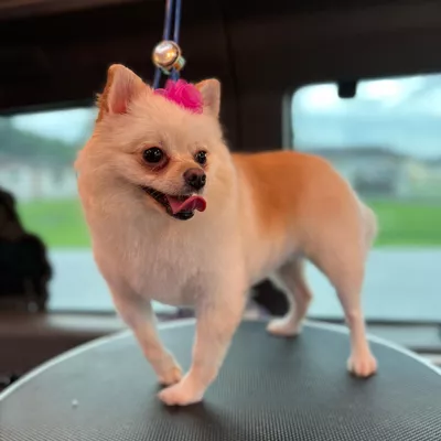 Reggie Scissorhand Xpress Baths & Grooming Mobile