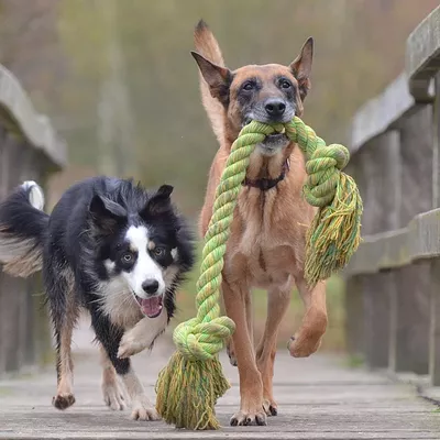 Curiosity Satisfied Dog Camp - I come to you!
