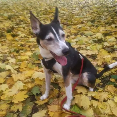 AllPawsOnDeckTraining