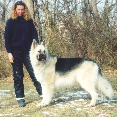 Shadow Hill Dog Training