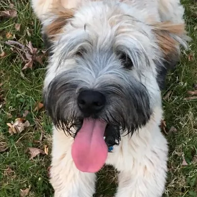 PetFriendLLC
