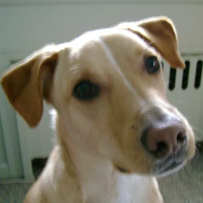 Pup-Walk Dog Service - Training & Walking