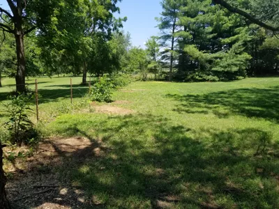 Level Ground Stump Removal