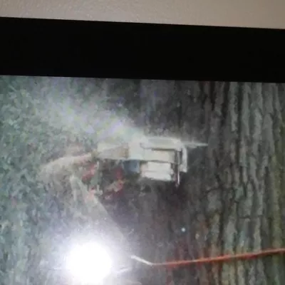 Maryland Tree