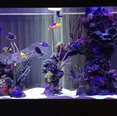 Aqua Wabi Sabi