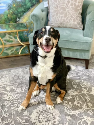 Loudoun Pet Care