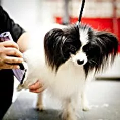 Oak Grove Grooming