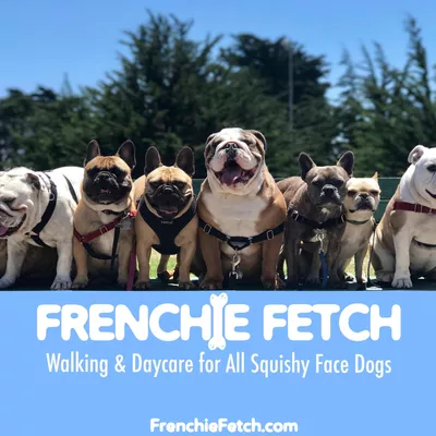 Frenchie Fetch SF