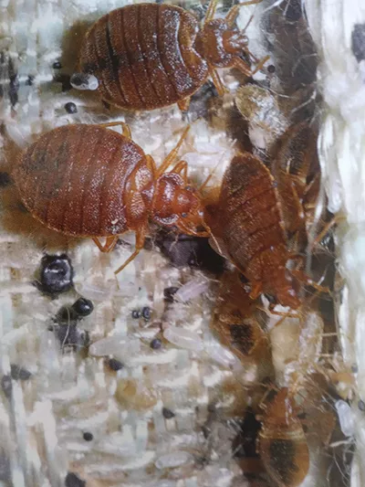 Destroyer pest control