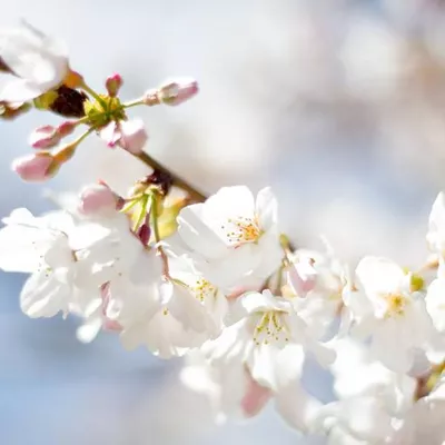 In Bloom Floral & Gifts
