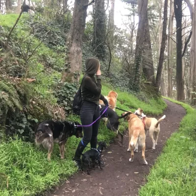 Simona's Petsitting & Boarding