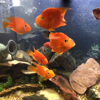 Crystal water aquatics