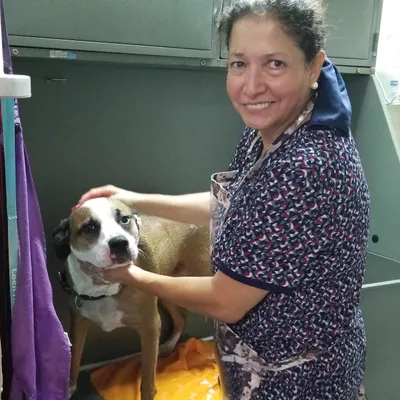Ana's Dog Spa /Dog Grooming on Conway