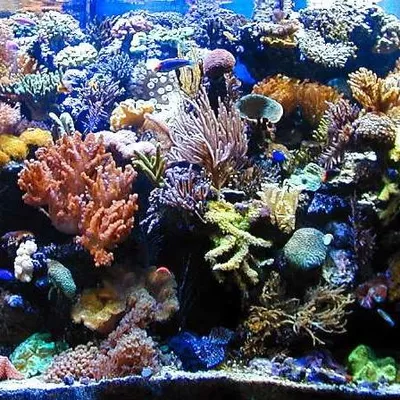 Sky Fish Aquariums and Ponds, Inc.