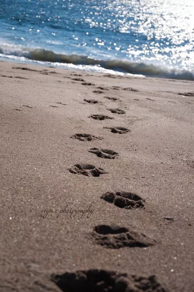 Sandy Paws Pet Care ?