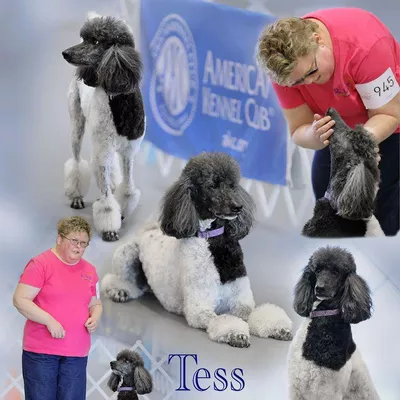 Escapades Performance K9s