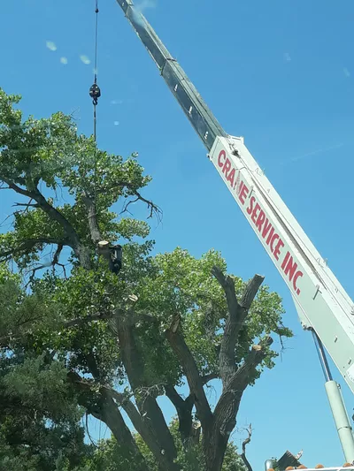 Robert's tree service