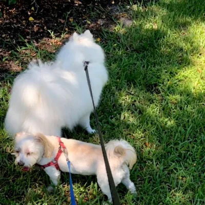 Willie Walks N Sits