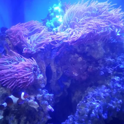 Sea Deep Aquatics