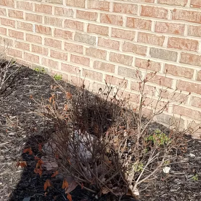 Salaslandscaping