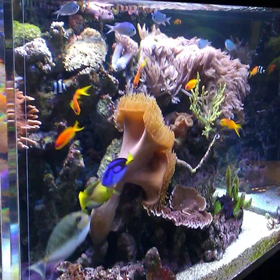 The Art Aquatic