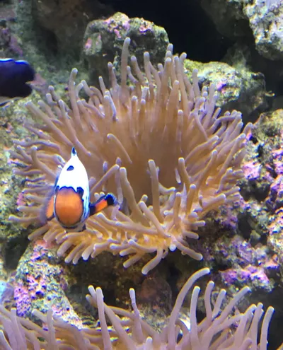 Everything Fish