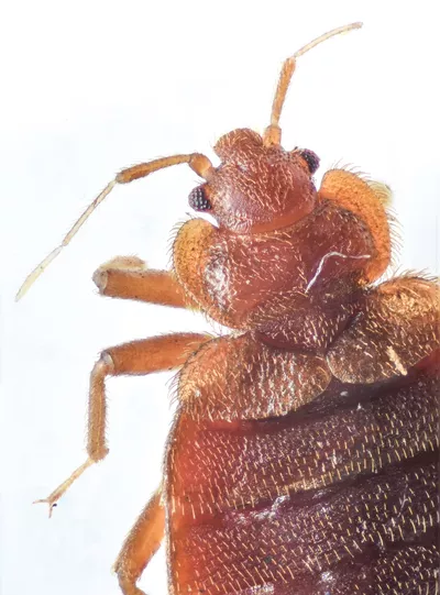 Northwest Bedbug Company
