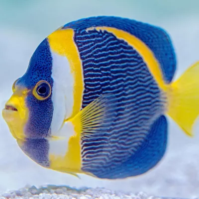 Wright Aquarium Services