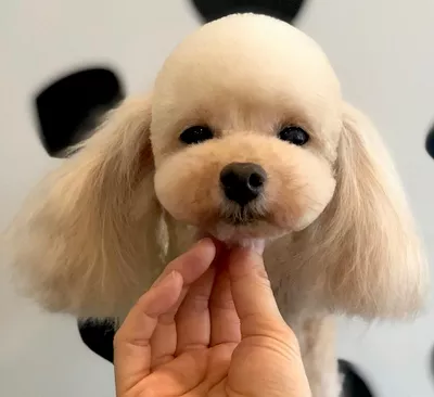 UNSOILED - Travel Pet Spa