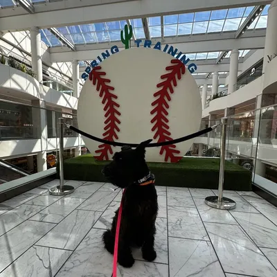 StressLess Dog Care LLC