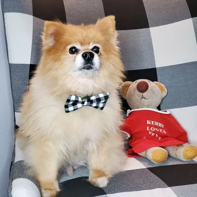 Paws and Peeps LLC