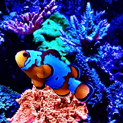CRS Aquarium Maintenance