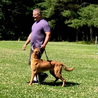 Real K9 Solutions