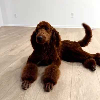 Lisa's Dog Grooming