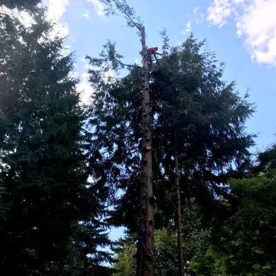 Greenscapes Landscaping & Tree Services