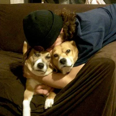Shilo’s Dog Service