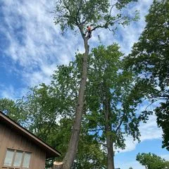 Mos tree service