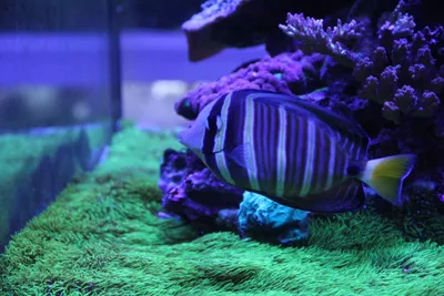 Waikiki Aquarium Service