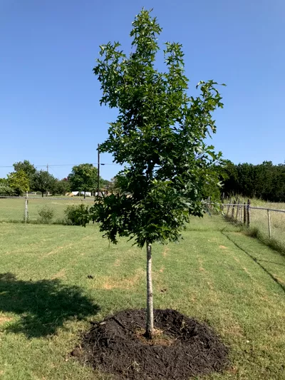 García Tree Planting Service
