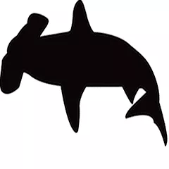 Hammerhead Photography