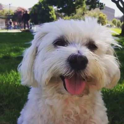 4paws walks