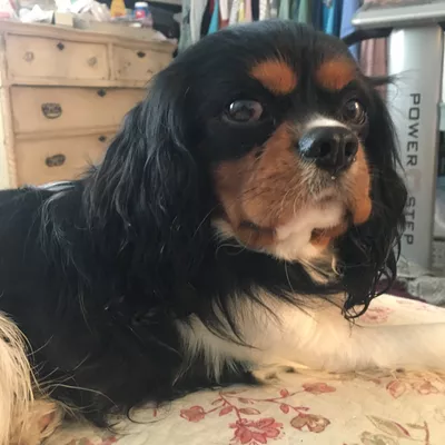 KF Critter’s pet sitting