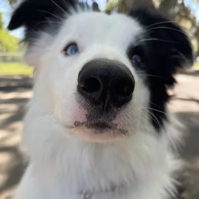 Profoundk9
