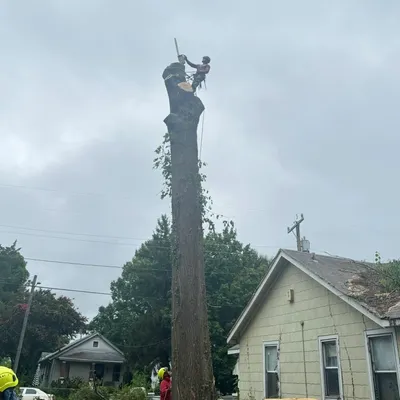 Ochoa stump  removed
